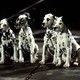 photo du film Les 101 dalmatiens