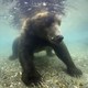 photo du film Terre des Ours