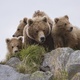 photo du film Terre des Ours