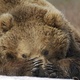 photo du film Terre des Ours