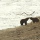 photo du film Terre des Ours