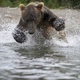 photo du film Terre des Ours