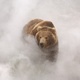 photo du film Terre des Ours