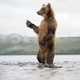 photo du film Terre des Ours