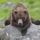 photo du film Terre des Ours