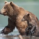 photo du film Terre des Ours