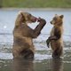 photo du film Terre des Ours