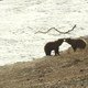 photo du film Terre des Ours