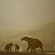 photo du film Terre des Ours