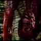 photo du film Predator