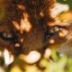 photo du film Le renard et l'enfant