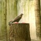 photo du film L'Île aux oiseaux