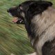 photo du film Dans l'œil du chien