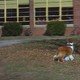 photo du film Lassie