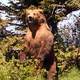 photo du film Grizzly man