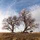 photo du film The Homesman