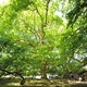 photo du film Les Arbres Remarquables, un patrimoine à protéger