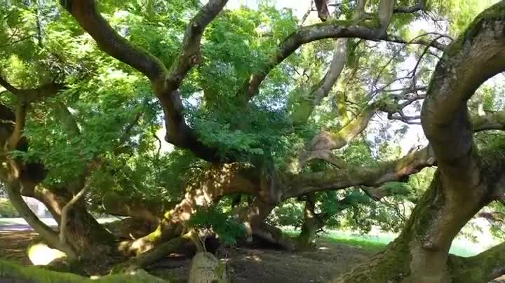 Extrait vidéo du film  Les Arbres Remarquables, un patrimoine à protéger