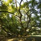 photo du film Les Arbres Remarquables, un patrimoine à protéger