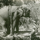 photo du film Tarzan l'intrépide