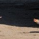 photo du film La vie sauvage des animaux domestiques