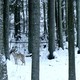 photo du film Dans les bois