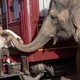 photo du film De l'eau pour les éléphants