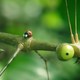 photo du film Minuscule – Les Mandibules du Bout du Monde