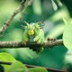 photo du film Minuscule – Les Mandibules du Bout du Monde