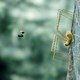 photo du film Minuscule – Les Mandibules du Bout du Monde