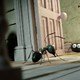 photo du film Minuscule – Les Mandibules du Bout du Monde
