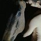 photo du film Zoo