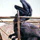 photo du film La Vallée de Gwangi