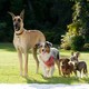 photo du film Marmaduke