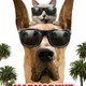 photo du film Marmaduke