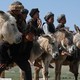 photo du film L'Enfant-cheval