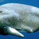 photo du film Dauphins et Baleines 3D, nomades des Mers
