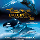 photo du film Dauphins et Baleines 3D, nomades des Mers