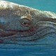 photo du film Dauphins et Baleines 3D, nomades des Mers