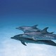photo du film Dauphins et Baleines 3D, nomades des Mers