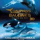 photo du film Dauphins et Baleines 3D, nomades des Mers