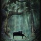photo du film Piano Forest