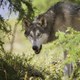 photo du film Loup