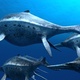 photo du film Océanosaures 3D : voyage au temps des dinosaures