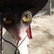 photo du film Rango