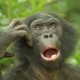 photo du film Bonobos