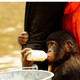 photo du film Bonobos