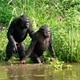 photo du film Bonobos