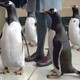 photo du film M. Popper et ses pingouins