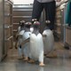 photo du film M. Popper et ses pingouins